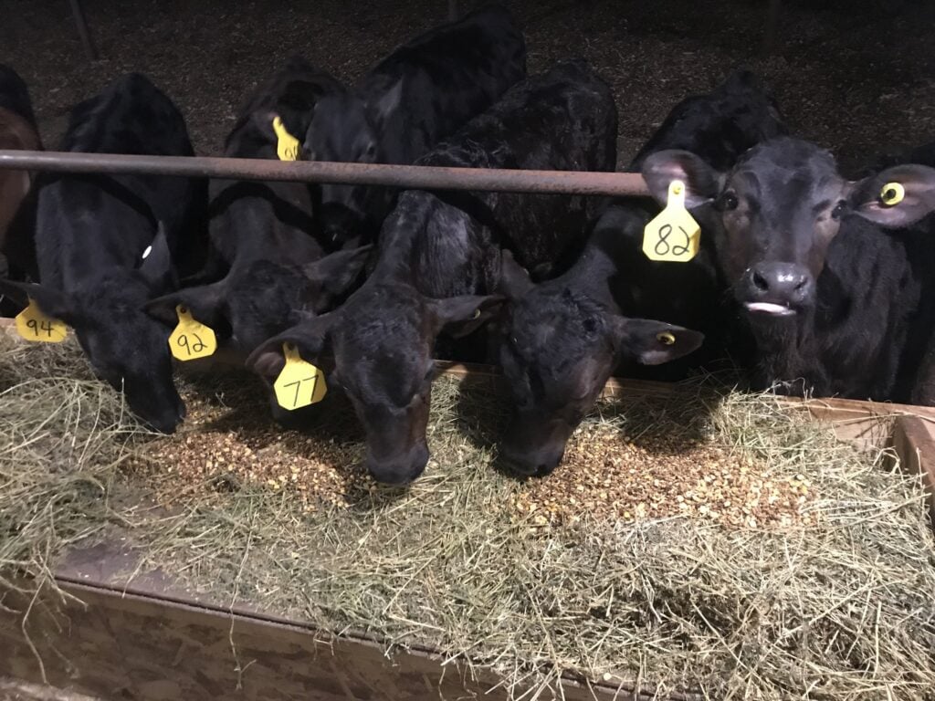 Black Angus cattle feeding on hay at Forever Vos Farms